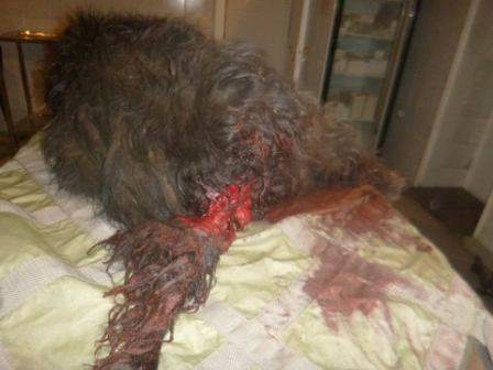 Живодеры взорвали собаку петардой – ФОТО