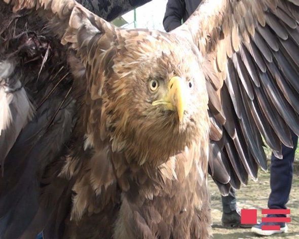 В Масаллы поймали гигантского орла – ФОТО