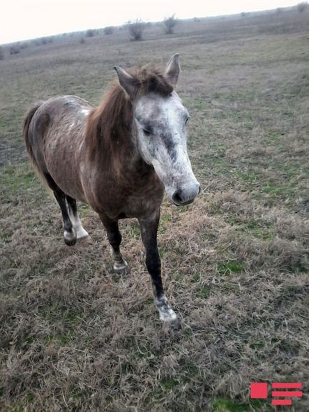 В Азербайджане похитили скаковых лошадей – ФОТО