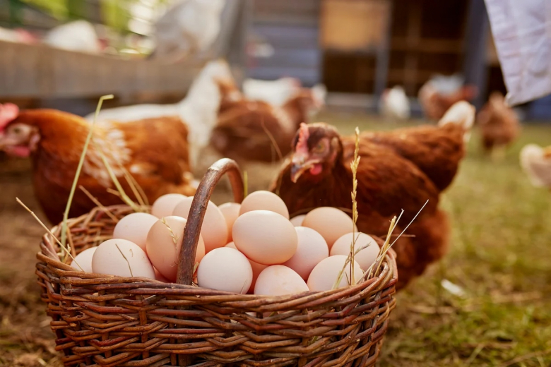 Kənddə 25, bazarda 50 qəpiyə: Yumurta niyə bahalaşır?