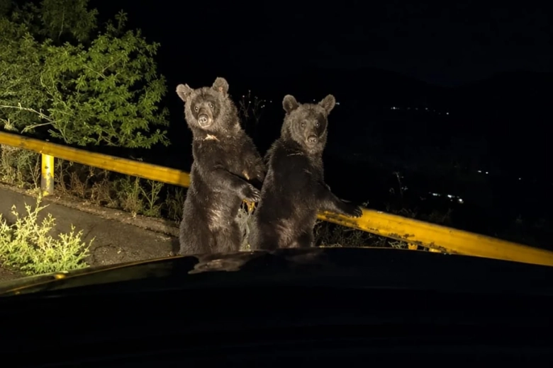 Şahbuzda ayılar yol kənarında görüntüləndi – Video
